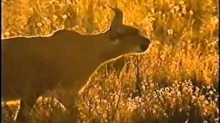 Expert Bird Hunting the Caracal [upl. by Severn]