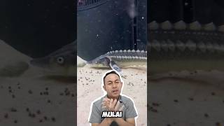 Acipenser atau Sturgeon adalah ikan purba yg suka air dingin ikanhias akuarium hobiikan [upl. by Teador]