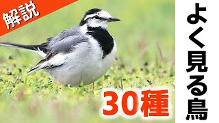 超入門！よく見る野鳥30種【解説】 [upl. by Colp584]