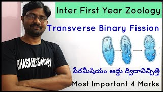 Transverse Binary Fission in Paramoecium  పేరమీషియం అడ్డు ద్విదావిచ్చిత్తి [upl. by Gottuard498]