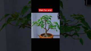 Bonsai tips 🌲🪴 shorts [upl. by Eudosia]