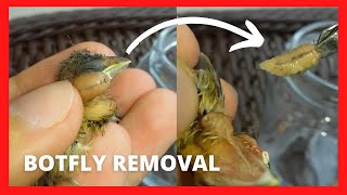 Botfly removal from birds with treatment [upl. by Menon]