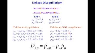 SNPs haplotypes and linkage disequilibrium [upl. by Dowski791]