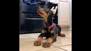 Smart Doberman Puppy at 9 Weeks Old [upl. by Uni583]