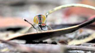 Peacock Spider 1 Maratus volans [upl. by Owena540]