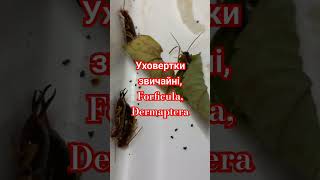 Common Earwigs Forficula auricularia DERMAPTERA ЗВИЧАЙНІ ЩИПАВКИ або ВУХОВЕРТКИ Энтомология [upl. by Smada71]