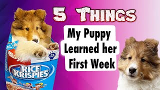 5 Things my Puppy Learned in her First Week 🐶 Dog Training 101 🐩Cricket the Sheltie Chronicles e024 [upl. by Romeon]