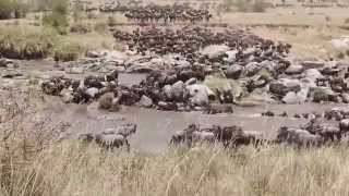 Wildebeest the Crossing [upl. by Giovanna]