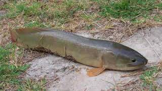 What is a Mudfish [upl. by Amick]