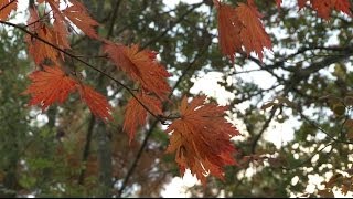 Un érable du Japon au feuillage dentelé [upl. by Ralina]