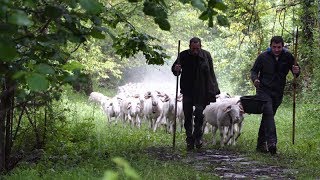 2017  Siguer de la tonte à la montée aux estives [upl. by Godiva]