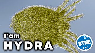 My Name Is HYDRA and I am a Perfect Hunter Meet This Immortal Creature Up Close Under Microscope [upl. by Hintze]