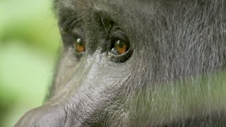 Young Silverback Gorilla Makes Difficult Decision  Growing Up Wild  BBC Earth [upl. by Eneliak]