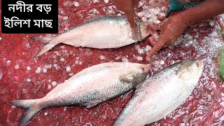 নদীর ডিম ওলা রুপালি ইলিশ মাছ কাটিং ভিডিও Live Hilsa fish cutting video যাত্রাবাড়ী মাছ বাজার ঢাকা [upl. by Korrie371]