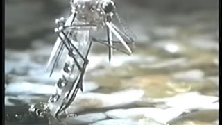 Insectos Mortales  Discovery Channel Video [upl. by Aslin]