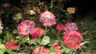 Roses at night and Will Anybody Marry Me  Pam Ayres [upl. by Akiv519]