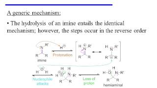 Imine Formation and Hydrolysis [upl. by Clementia]