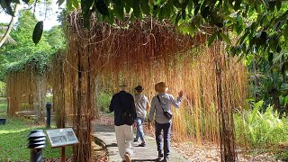 Singapore Botanic Gardens UNESCO World Heritage Site Part 1 [upl. by Perseus]