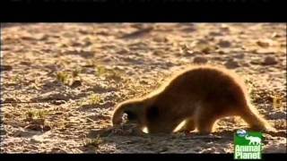 Compare the Meerkat  Advert 30 [upl. by Wemolohtrab969]