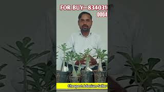 Buy Adenium Plants Online Cheapest Adeniums Online All india delivery Rare Adenium Collection [upl. by Reeves819]