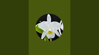 ORCHID GARDENCATTLEYA [upl. by Wellesley]