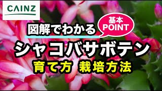 シャコバサボテンの育て方【カインズ植物図鑑 】 [upl. by Inahpets]