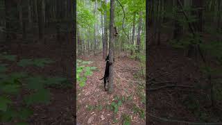 5Month old SUPERFLEX coondogs coonhunting coonhound puppy explore subscribe shorts trending [upl. by Yeltsew39]