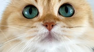 British Longhair Cats  Everything You Need To Know [upl. by Corette780]