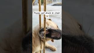 Puppy get Stuck in chair 😰😰  puppy crying hurt [upl. by Sibella]