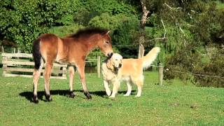 Documentary on Dartmoor Ponies [upl. by Ileray]