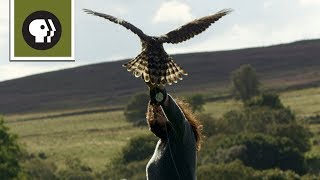 What Keeps Hawks From Flying Away Watch This Falconer [upl. by Nadda522]