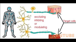 Neurotransmitters Classification Types and Functions [upl. by Aubigny24]