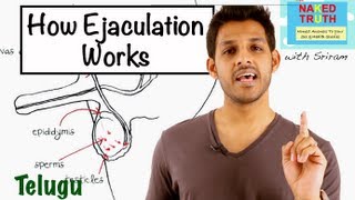 How Ejaculation Works  Telugu [upl. by Barnaba]