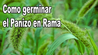 Como Germinar el Panizo en Rama [upl. by Rosner]