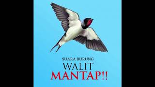 SUARA PANGGIL BURUNG WALET ASLI 2020SWIFTLET SOUND [upl. by Mohandis]