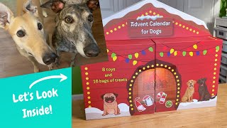 Costco Advent Calendar for Dogs amp Day 1 Reveal Will the Greyhounds Like it [upl. by Sower]