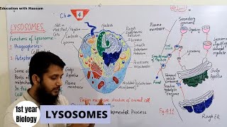 Lysosomes  structure and function of lysosomes  class 11 lec  02 [upl. by Adnawot]