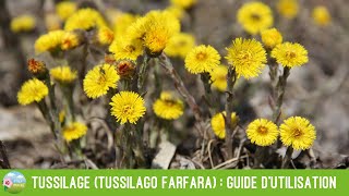 Tussilage Tussilago farfara  guide dutilisation et précautions [upl. by Zsa]