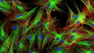 Learn About Fluorescence Microscopy  A Closer Look 4 Minutes [upl. by Dill]