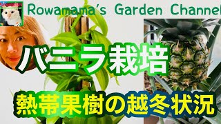 【バニラ栽培】ハウスなしのプランターの熱帯果樹の越冬状況 バニラ 再生パイナップル [upl. by Tawney477]