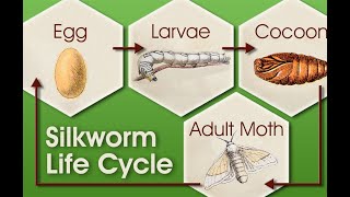 Amazing Sharee Making Complete Process Using Silkworm [upl. by Reizarf430]