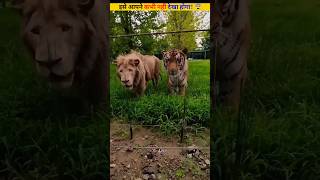 Liger animal कौन है 🤔 animals lion tiger shorts [upl. by Ylrae466]