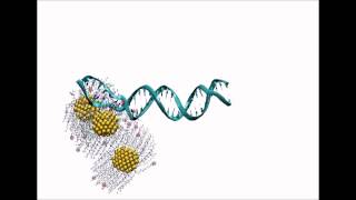 Charged Gold Nanoparticles quotUnzipquot DNA [upl. by Akenihs413]