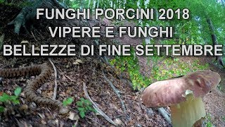 Funghi Porcini 2018 Vipere e Funghi Bellezze di Fine Settembre [upl. by Jemena]