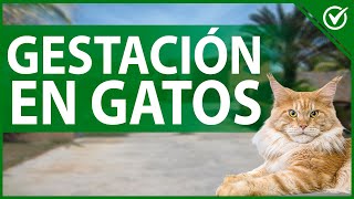 🐱 Gestación y Reproducción en los Gatos  Información Sobre la Crianza Felina 🐱🤰 [upl. by Eileek]