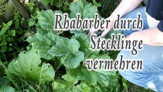 Rhabarber durch Stecklinge vermehren [upl. by Ymorej754]