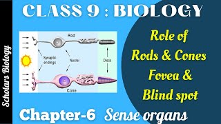 Class 9 Biology  sense Organs  Role of Rods amp Cones Fovea and Blind spot [upl. by Hunt854]