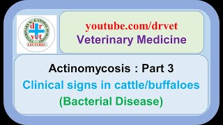 Actinomycosis Part 3  Clinical signs in cattle [upl. by Kate]