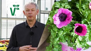 Warum blühen einige Anemonen im Frühjahr während andere im Herbst blühen  Volkers Gartenwissen [upl. by Oneill]