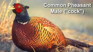 Pheasant  Common Pheasant Bird Call [upl. by Nyleahs]